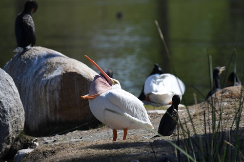 American White Pelican photographed in California