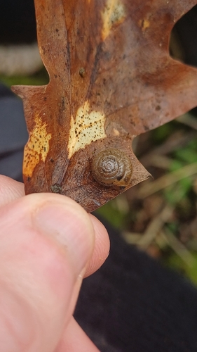 Ashfordia granulata observed 2026-02-22