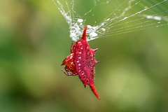 Gasteracantha versicolor