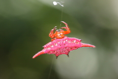Gasteracantha versicolor