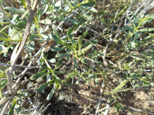 Nitrebush (Nitraria schoberi)