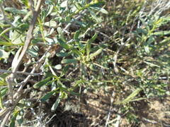 Nitraria schoberi