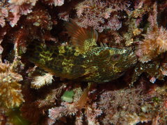 Parablennius intermedius