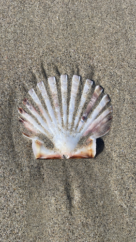 Pecten maximus