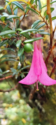 Philesia magellanica, photograph 3