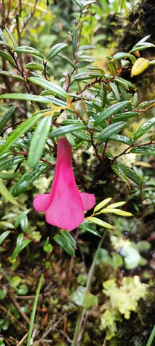 Philesia magellanica, photograph 4