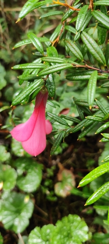 Philesia magellanica, photograph 6
