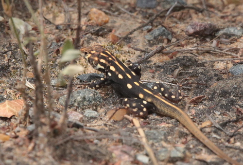 Bushveld Lizard