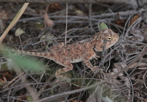Ground Agama
