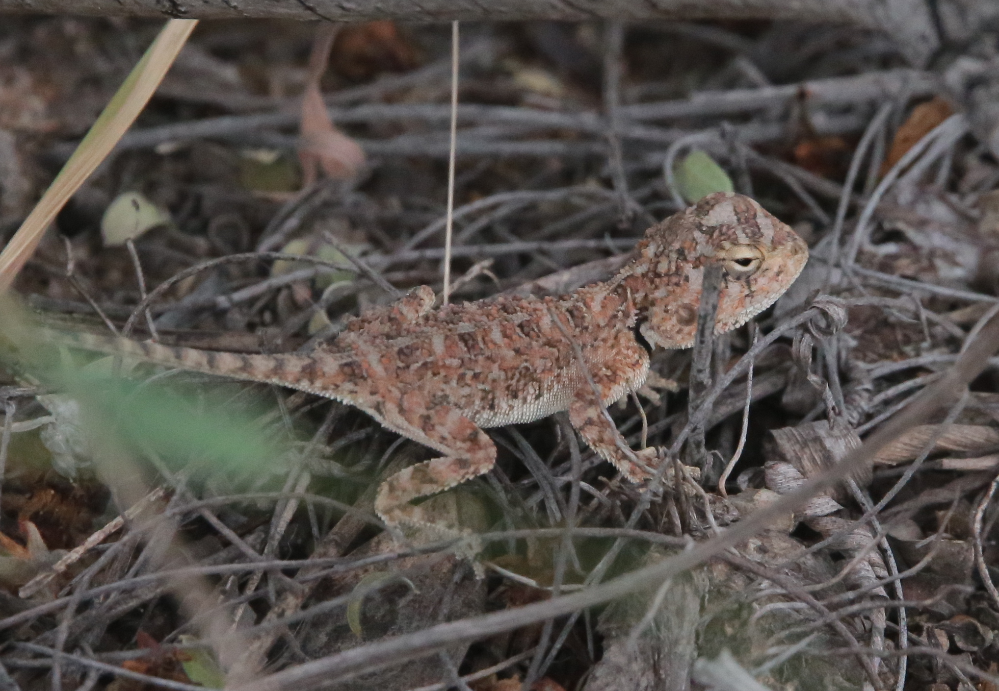 Agama aculeata Merrem, 1820