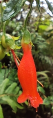 Mitraria coccinea, photograph (c) Santiago Martín-Bravo, some rights reserved (CC BY)