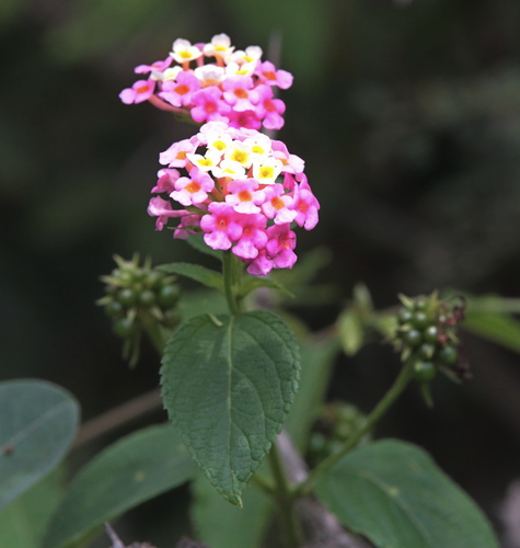 common lantana