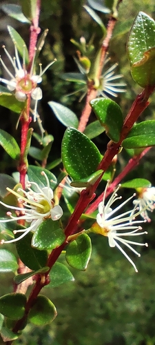 Tepu (Metrosideros stipularis)