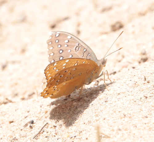 Guinea-fowl Butterfly