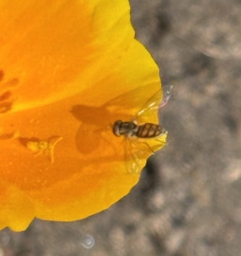 Unknown species found near W Manchester Ave, Los Angeles, CA, US