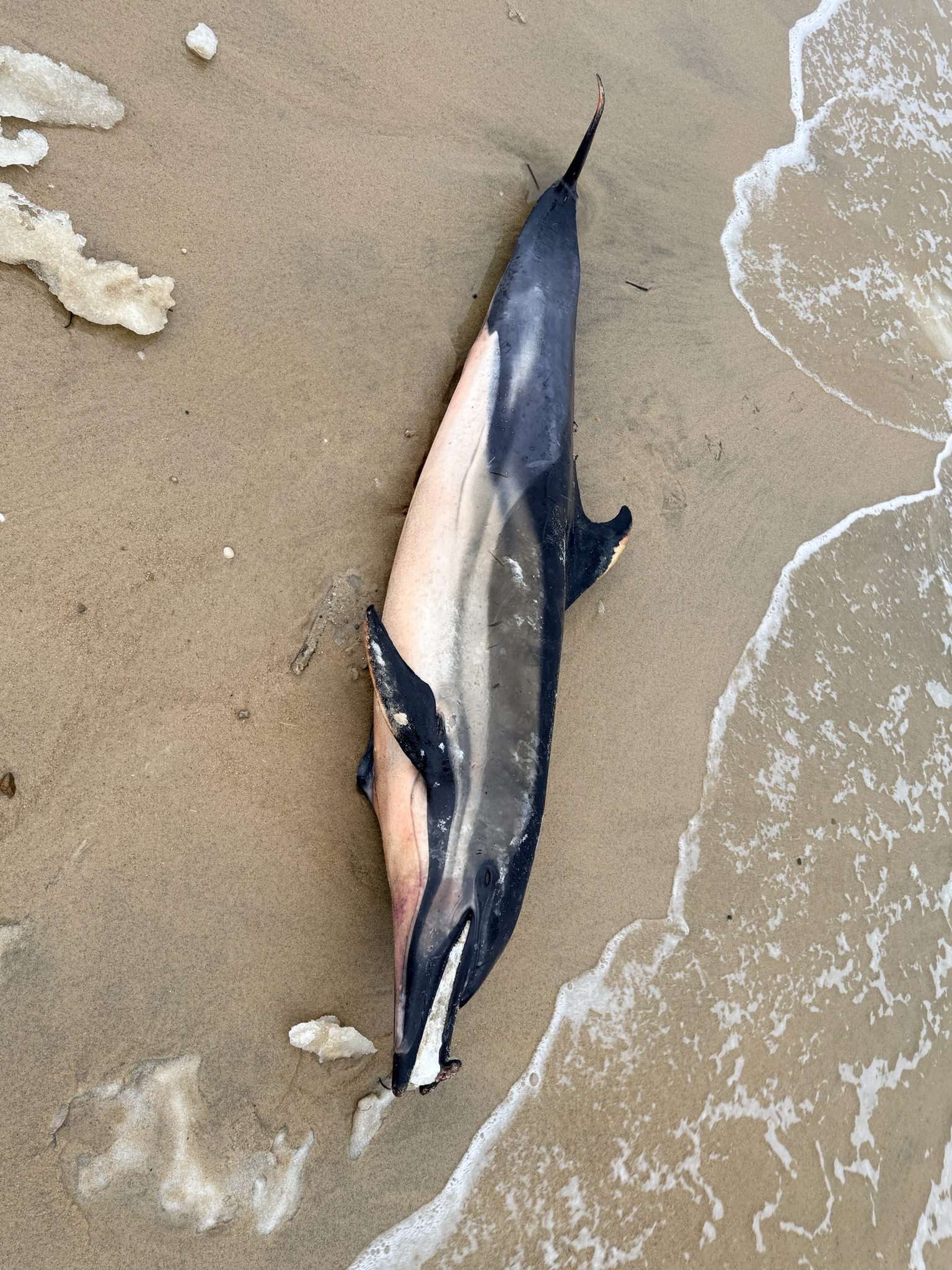 Delphinus delphis
