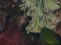 Prionurus microlepidotus