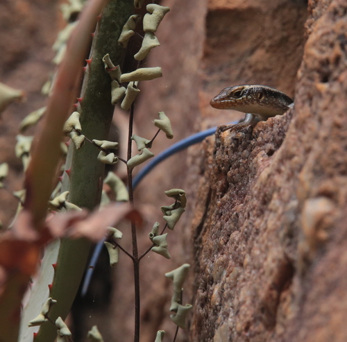 Rainbow Skink