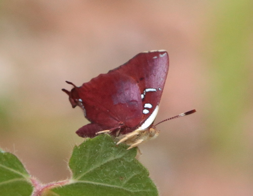 Bush Scarlet