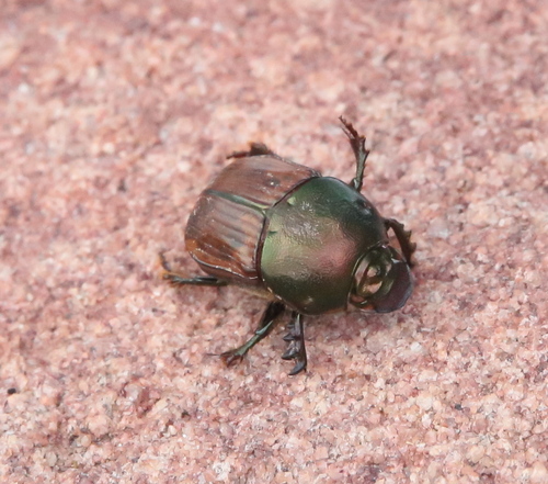 Bronze Dung Beetle