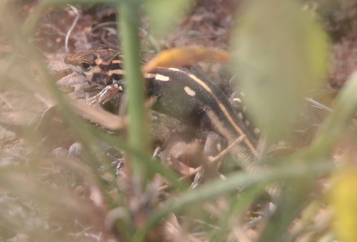 Bushveld Lizard