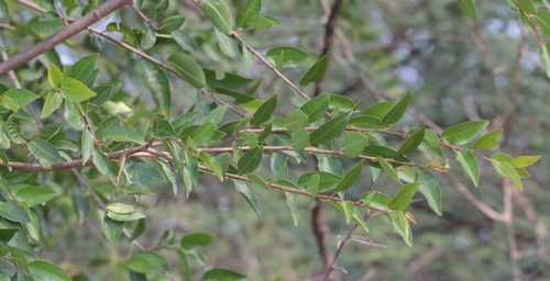 tamboti