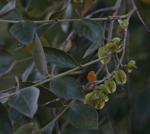 river bushwillow