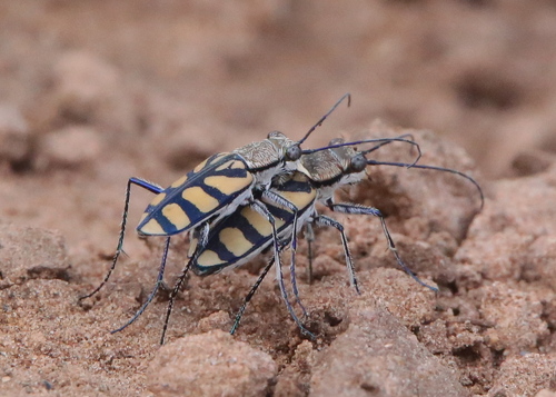 Royal Tiger Beetle