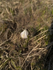Alatau Crocus (Crocus alatavicus)