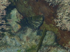 Aplodactylus lophodon