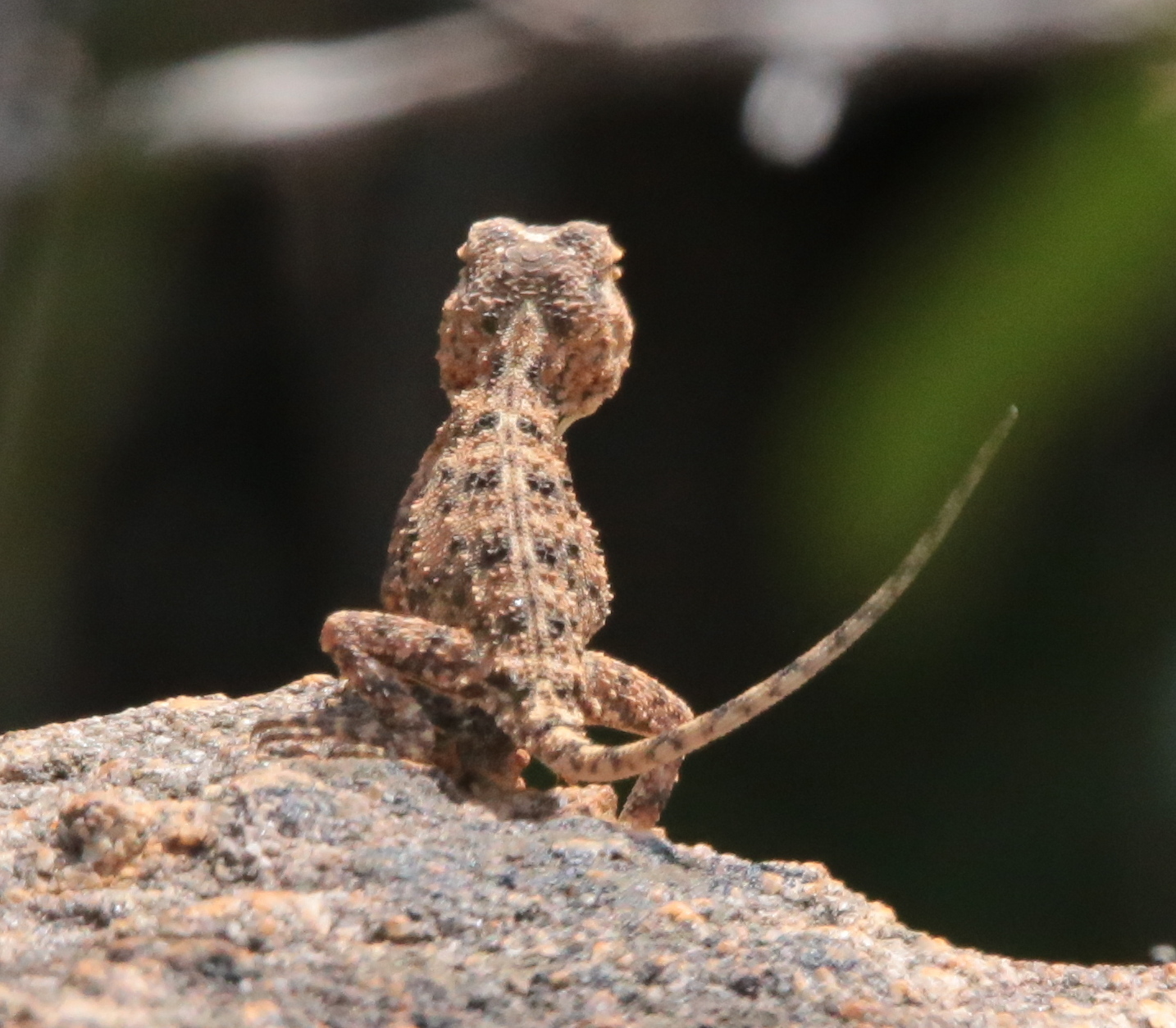 Agama aculeata Merrem, 1820