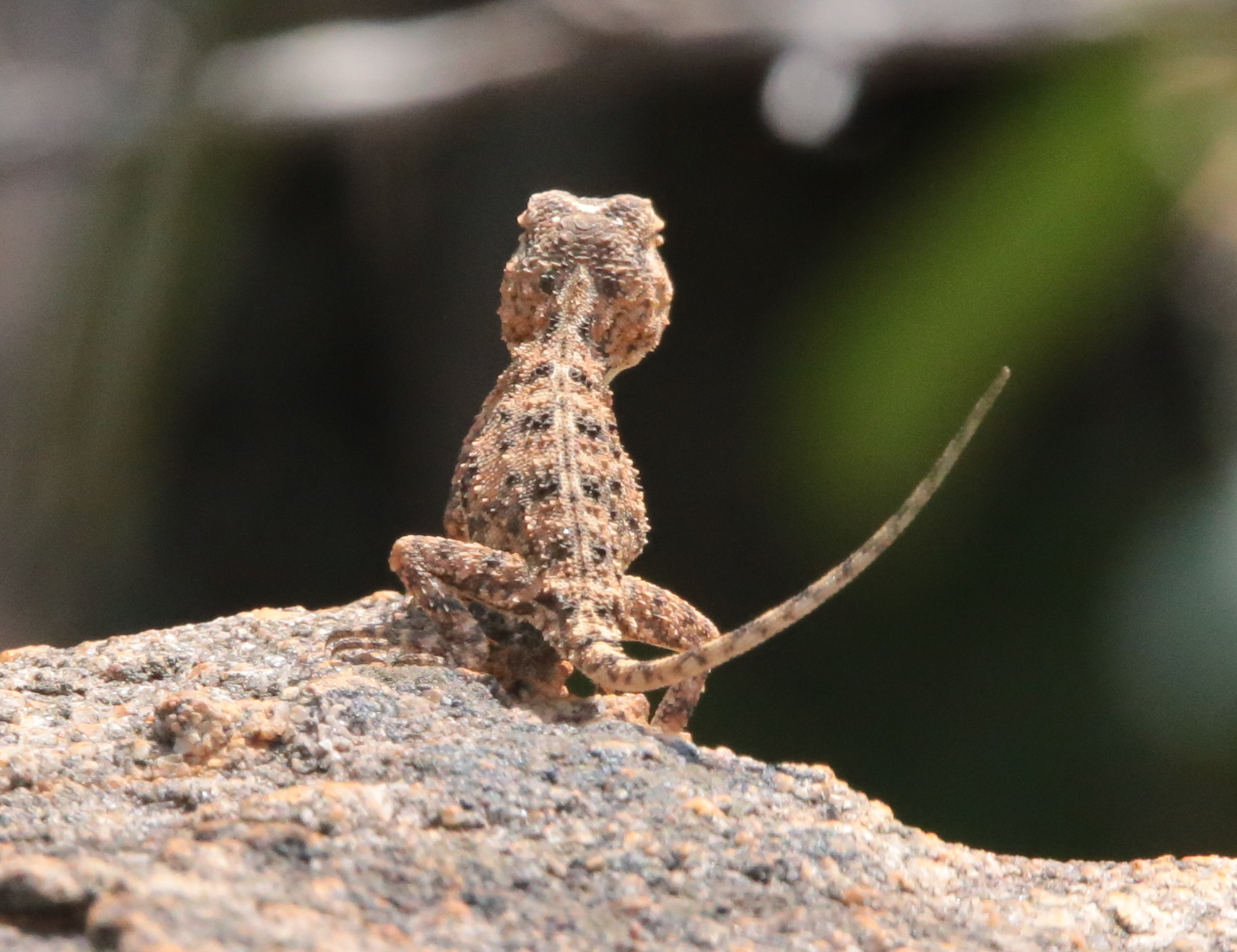Agama aculeata Merrem, 1820