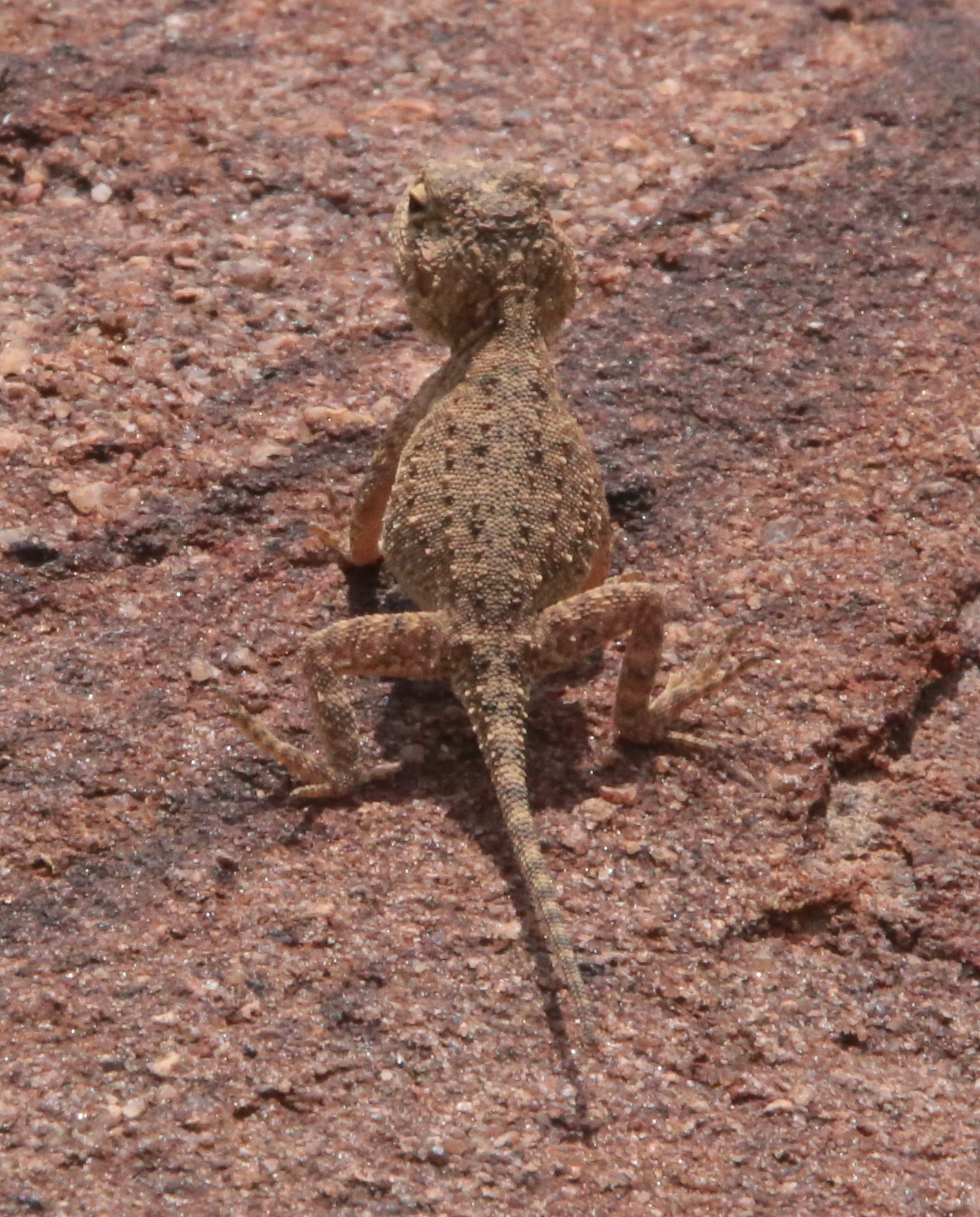 Agama aculeata Merrem, 1820