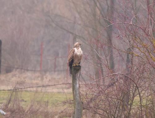 Common Buzzard