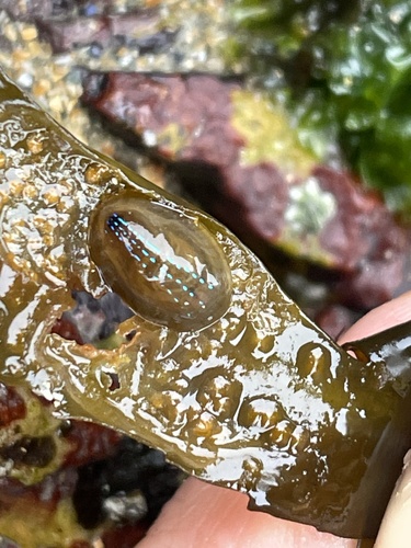 Patella pellucida