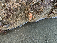 Ectopleura