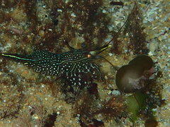 Rhynchocinetes serratus