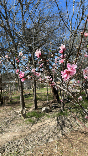 Peach Tree