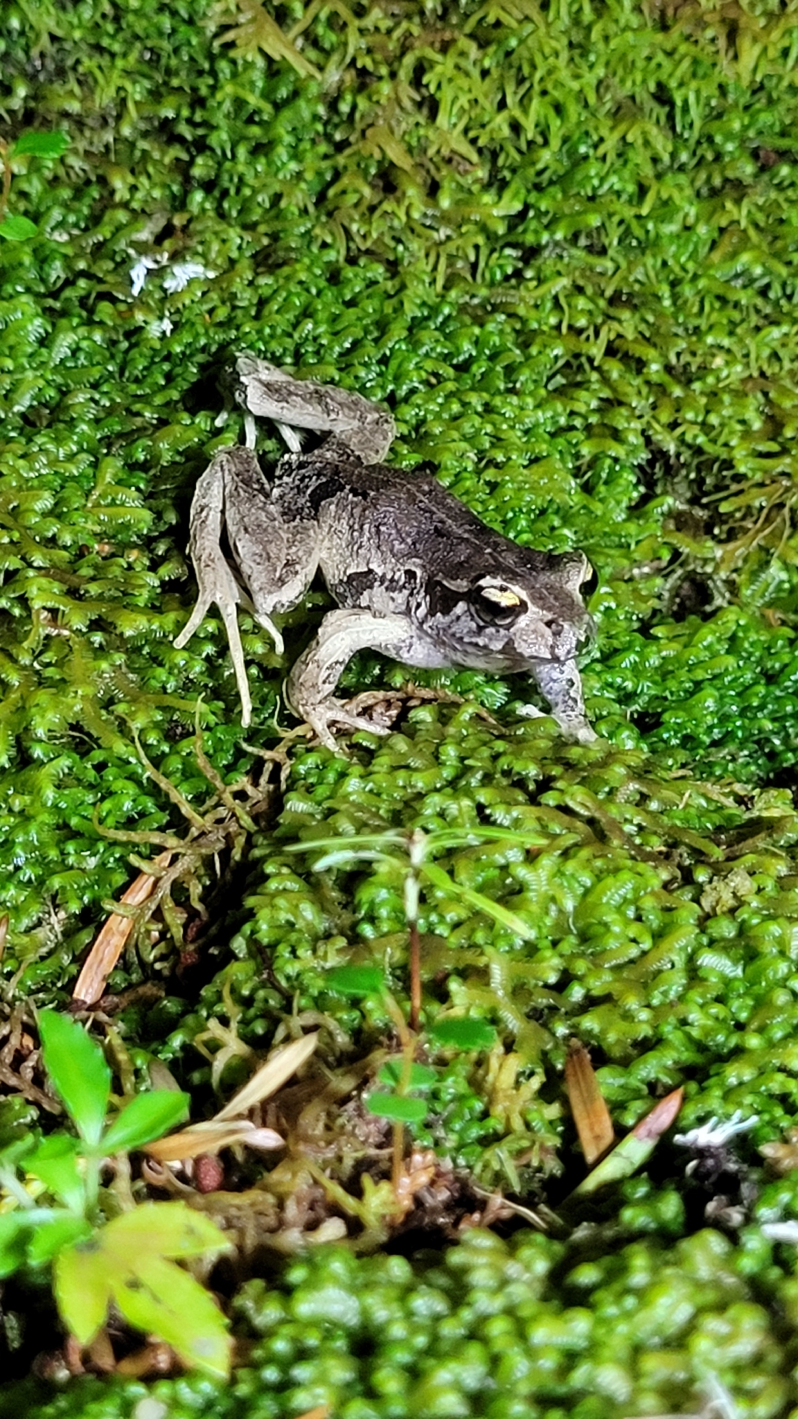 Eupsophus calcaratus (Günther, 1881)