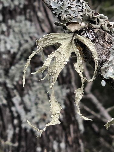 cartilage lichen