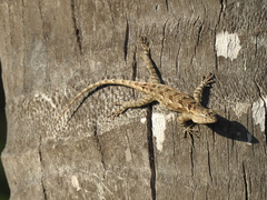 Sceloporus clarkii