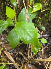 Solanum jamaicense, photograph author not stated, no rights reserved