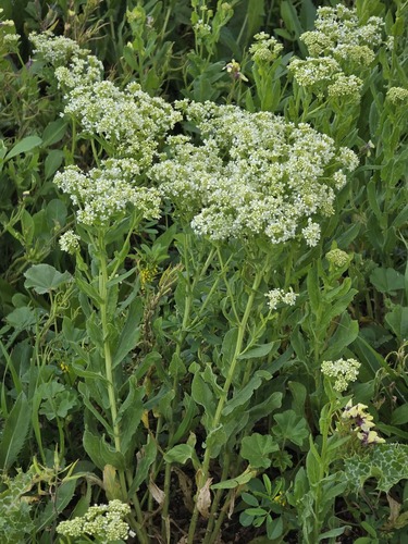 Heart-podded Hoary Cress