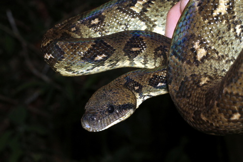 Madagascar tree boa