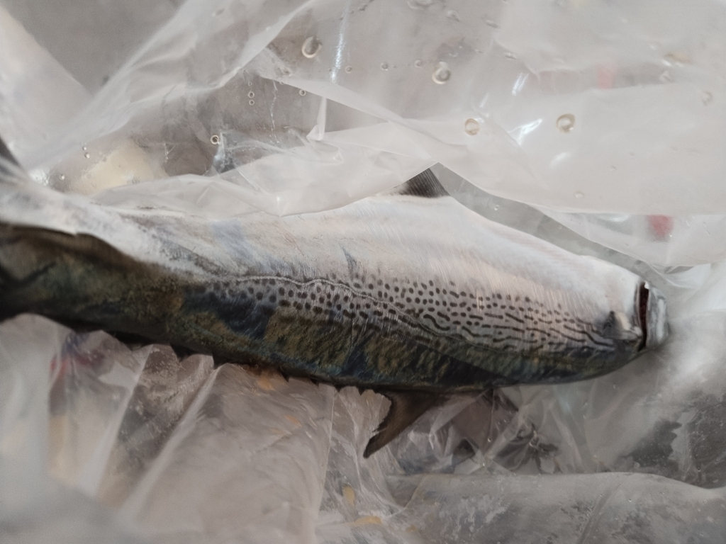 Kanadi kingfish (Scomberomorus plurilineatus) — Scombridae
