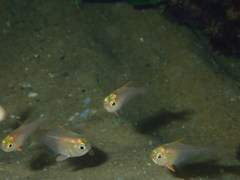 Pempheris compressa