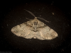 Syneora adelphodes