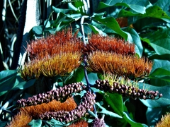 Combretum farinosum