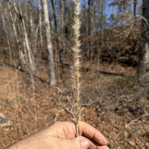 woolly beardgrass (Erianthus alopecuroides)