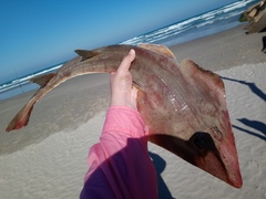 Pseudobatos percellens